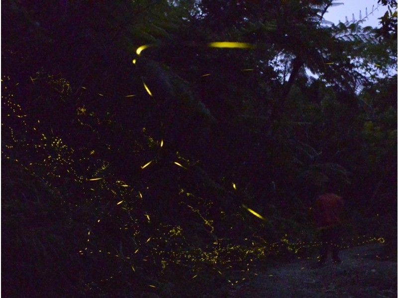 [沖縄-石垣島成千上萬的明星包圍的驚險體驗☆八重山螢火蟲鑑賞之旅の紹介画像