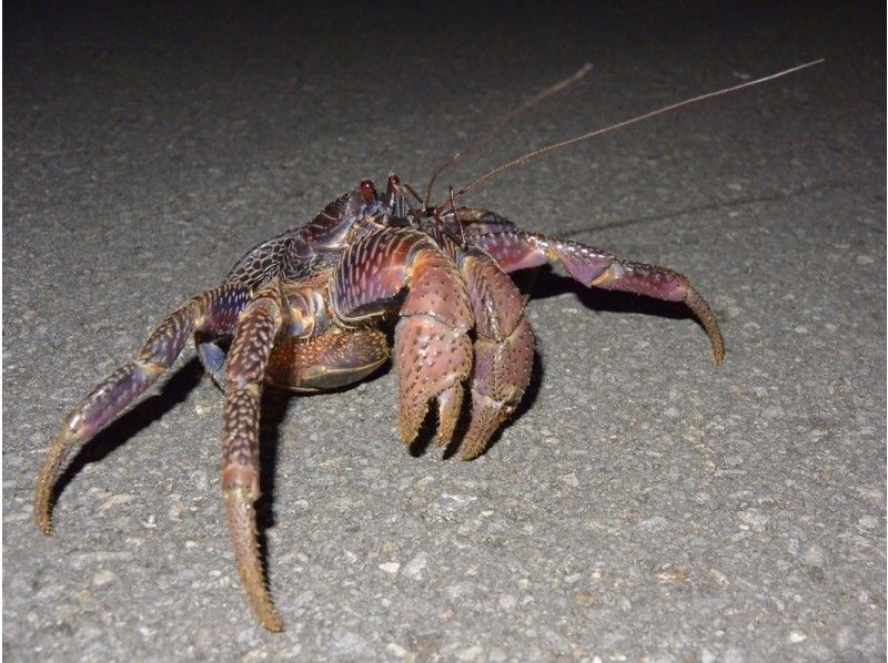 【沖縄・石垣島】幾千の星につつまれる感動体験☆ヤエヤマホタル鑑賞ツアーの紹介画像