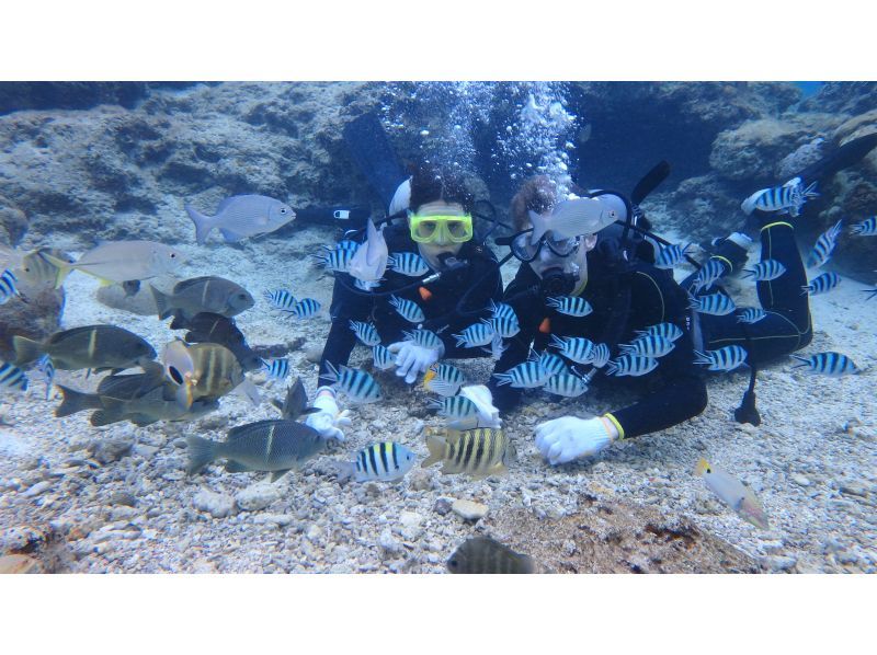 【沖繩藍洞推薦店】享受深諳世界最美大海“Mal Dive”的店主認可的壯觀水下體驗