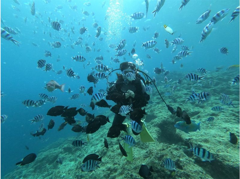 Two groups per day! ️ Minimum price frame available ☆ Same-day reservations welcome ☆ Private Blue Cave Diving Experience [Okinawa Prefecture, Onna Village] Empty-handed OK ☆ GoPro photo and feeding are free!の紹介画像