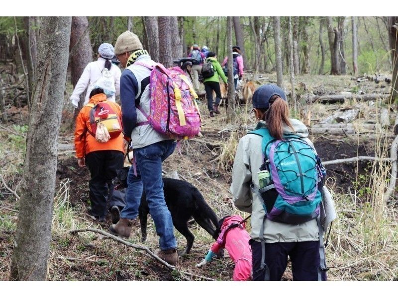 [Special plan] Find treasures in the spring mountain with your dog! Deer horn collection walk tour