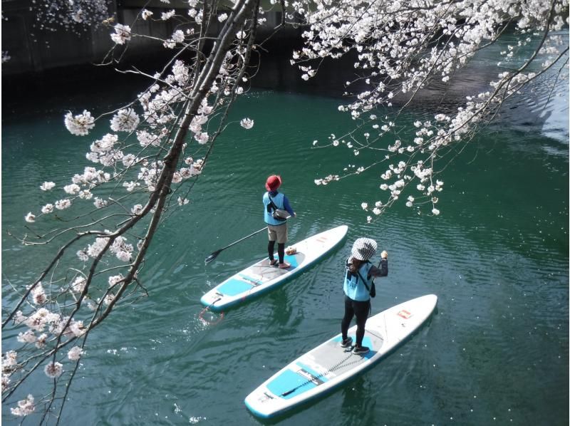 【横浜】桜お花見SUPツアーの紹介画像