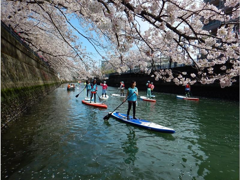 【横浜】桜お花見SUPツアーの紹介画像