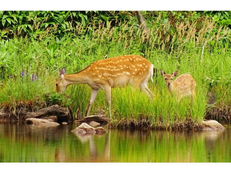 [Hokkaido Shiretoko] World Natural Heritage Core Zone Shiretoko Five Lakes 3 hours all around! Guided morning trekking (up to 10 people)の紹介画像