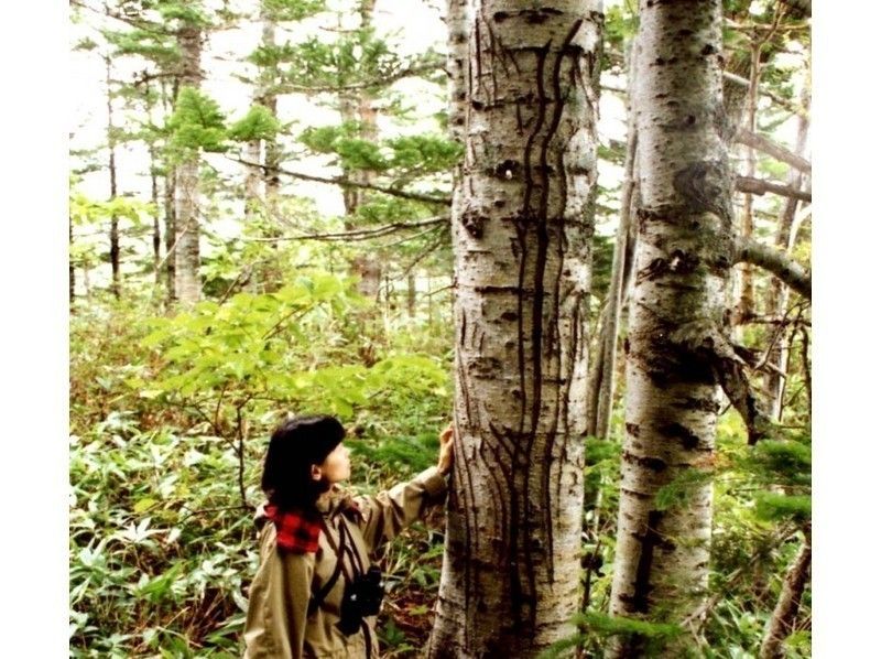 北海道・知床】世界自然遺産コアゾーン知床五湖 全周3時間