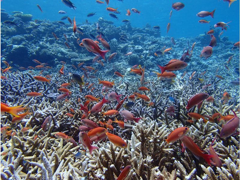 [Okinawa ・ Miyakojima] Yaesu Yose Snorkelingの紹介画像