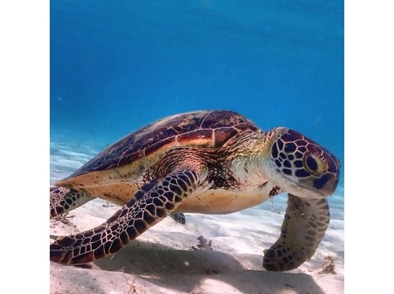 [Okinawa ・ Miyakojima] Yaesu Yose Snorkelingの紹介画像