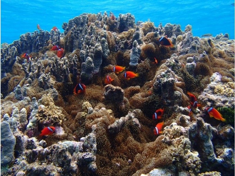 【沖縄・宮古島】八重干瀬シュノーケリングの紹介画像