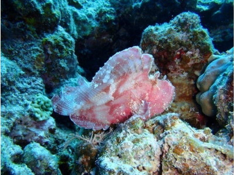 [Okinawa ・ Miyakojima] Yaesu Yose Snorkelingの紹介画像