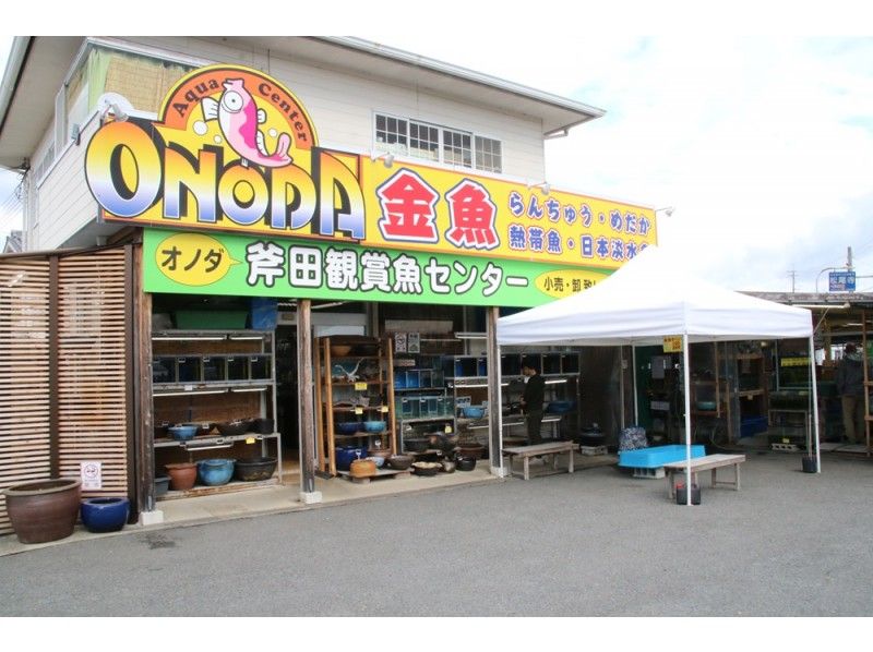 [Nara / Ikaruga] Japan's first goldfish seminar becomes Ikaruga! "Tour tour of a specialty fish shop"の紹介画像