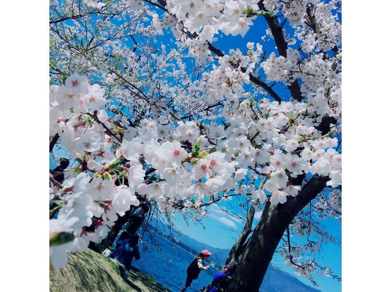 【滋賀・海津大崎サップ】湖上から眺める桜お花見SUPツアー（180分）写真データプレゼント！※期間限定開催※の紹介画像