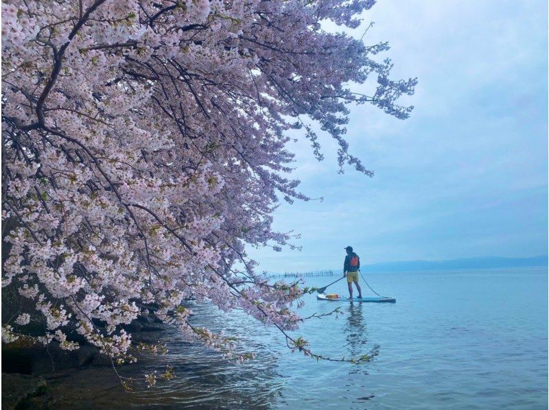 滋賀・海津大崎サップ】湖上から眺める桜お花見SUPツアー（180分）写真