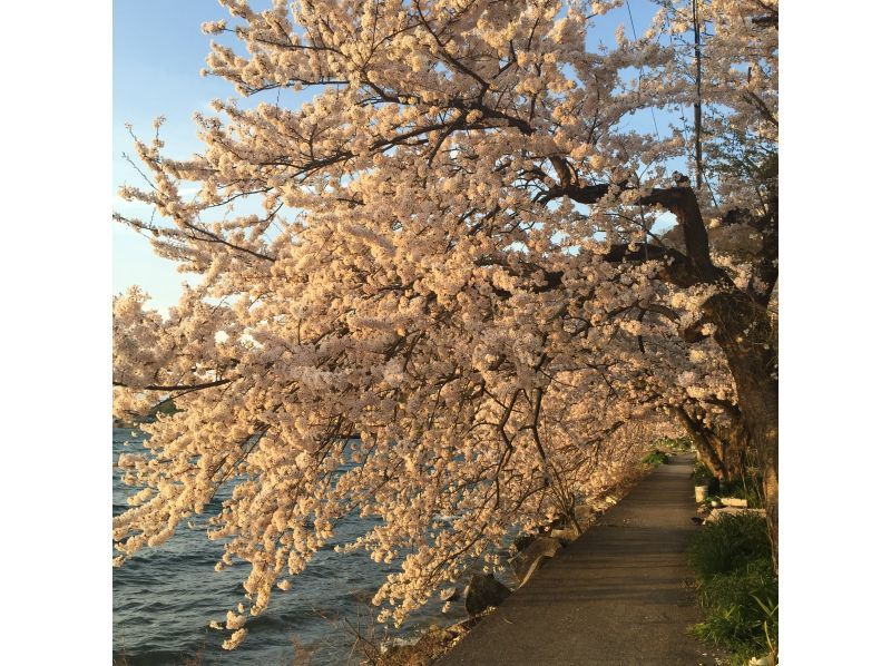 【滋賀・海津大崎サップ】湖上から眺める桜お花見SUPツアー（180分）写真データプレゼント！※期間限定開催※の紹介画像