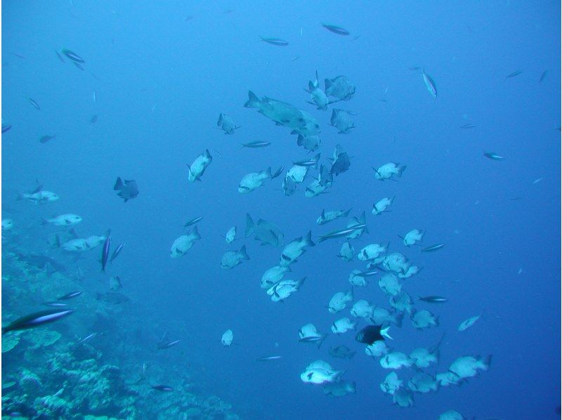 [冲绳那霸]让我们从水下观光船上看珊瑚和热带鱼☆钰の紹介画像