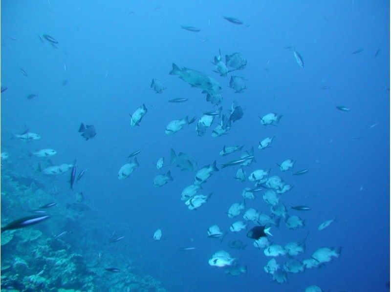 沖縄 那覇 泳がない水中散歩 は1日5便 水中観光船の中からサンゴや熱帯魚を見よう アクティビティジャパン