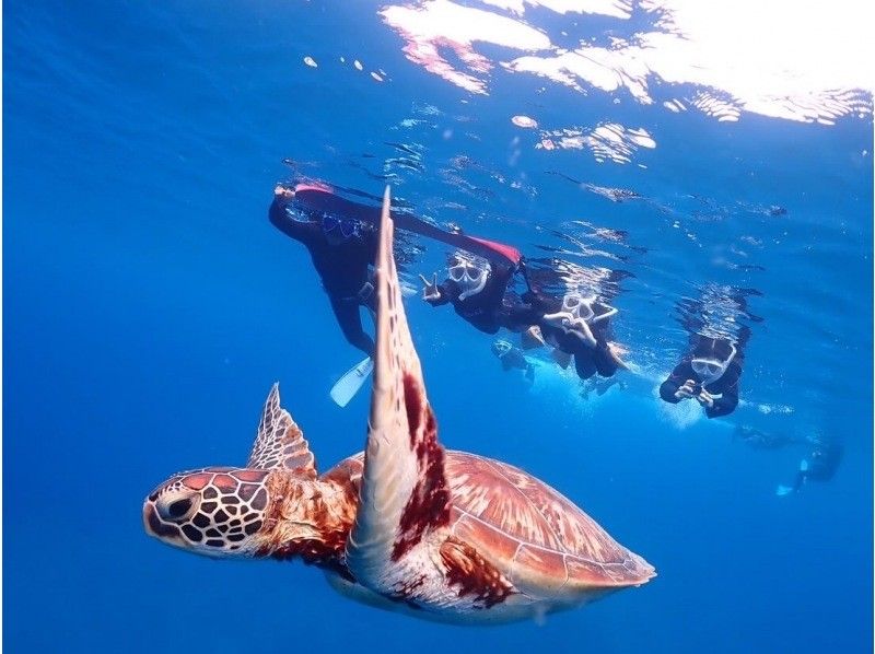 【和海龟一起游泳吧】现在特价！登陆梦幻无人岛&令人印象深刻的海龟浮潜【半天】我们赠送照片！谷歌评论第一名の紹介画像