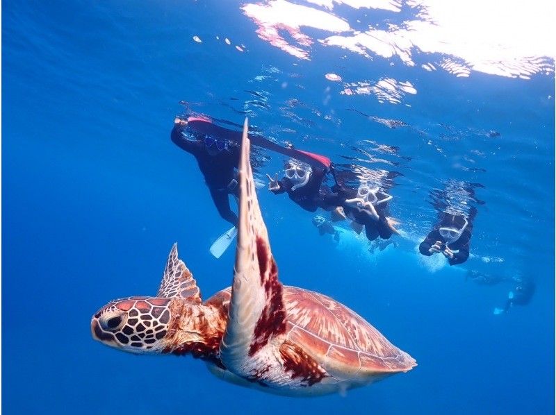 [Swim with sea turtles] Encounter rate 95%! Landing on a deserted island and impressive manta ray or sea turtle snorkeling [half day] Photo giftの紹介画像