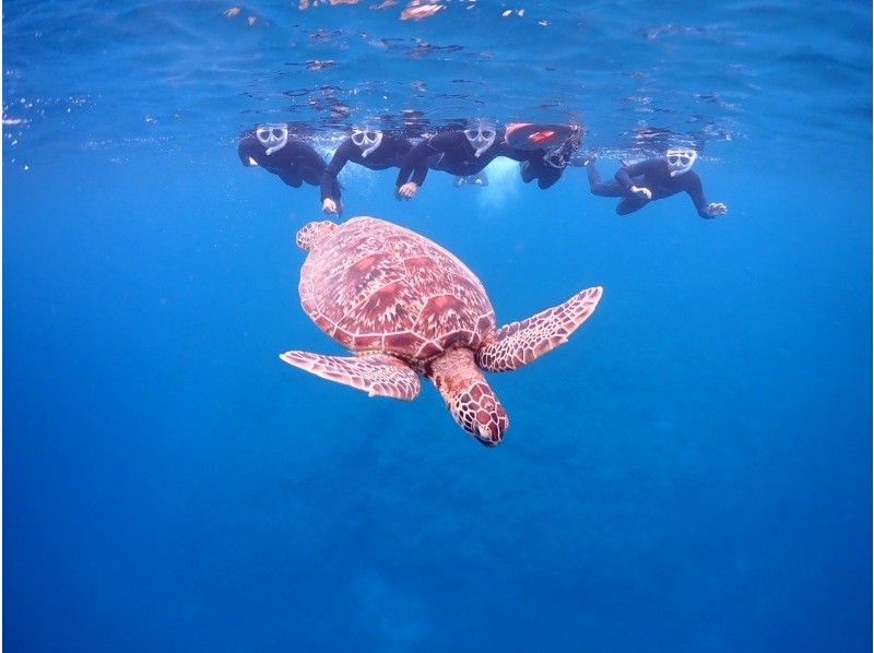 ★Super Summer Sale 2024★ [Swim with sea turtles] 95% chance of encountering them! Landing on a deserted island and amazing sea turtle snorkeling [half day] Photo giftの紹介画像