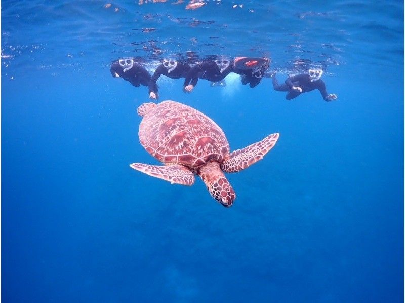 [Swim with sea turtles] Encounter rate 95%! Landing on a deserted island and impressive manta ray or sea turtle snorkeling [half day] Photo giftの紹介画像