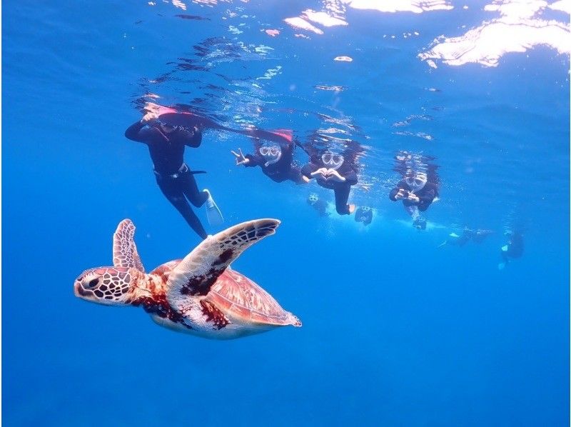 [Swim with sea turtles] Encounter rate 95%! Landing on a deserted island and impressive manta ray or sea turtle snorkeling [half day] Photo giftの紹介画像