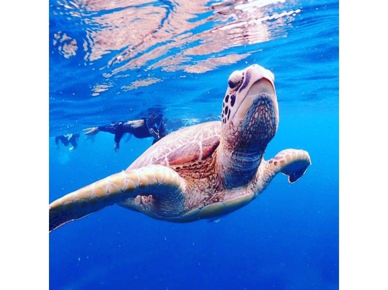 【和海龜一起游泳】邂逅率95%！登陸荒無人煙的幻島&令人印象深刻的海龜浮潛【半天】拍照禮物の紹介画像