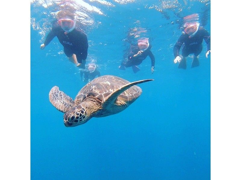 [Swim with sea turtles] Special price only for a limited time! Landing on a deserted island and an exciting sea turtle snorkeling tour [Afternoon departure, half day] Free underwater photos!の紹介画像