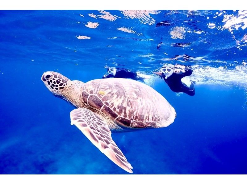 [Swim with sea turtles] Encounter rate 95%! Landing on a deserted island and impressive manta ray or sea turtle snorkeling [half day] Photo giftの紹介画像