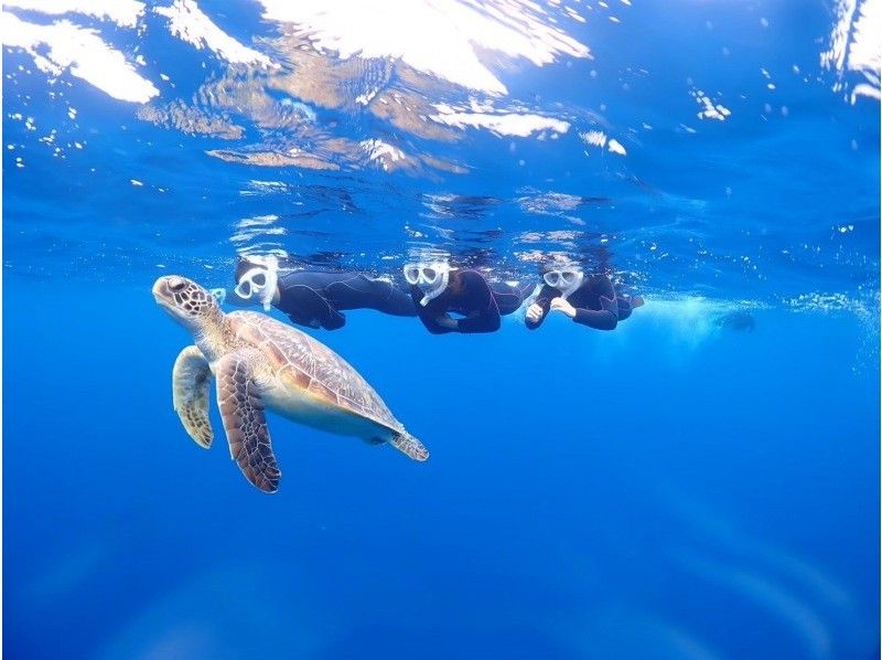 【半日｜石垣島】 幻の島上陸&times;ウミガメシュノーケリング 完全初心者専門｜ボートクルーズの紹介画像