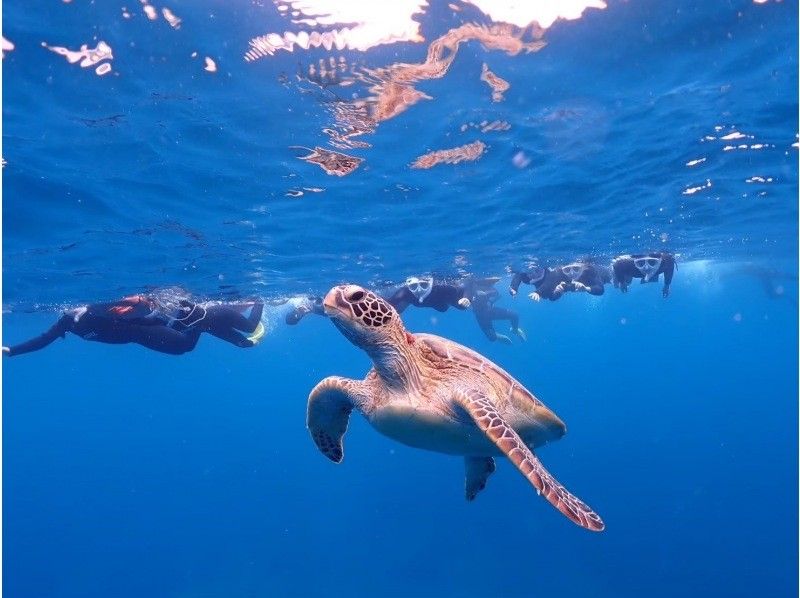 【半日｜石垣島】 幻の島上陸&times;ウミガメシュノーケリング 完全初心者専門｜ボートクルーズの紹介画像
