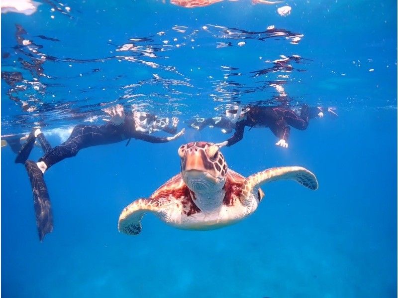 【半日｜石垣島】 幻の島上陸&times;ウミガメシュノーケリング 完全初心者専門｜ボートクルーズの紹介画像