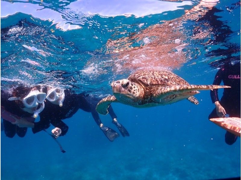 【初心者専門】ウミガメシュノーケリング&times;幻の島上陸｜マンタと会えるかも？！石垣島3時間の紹介画像