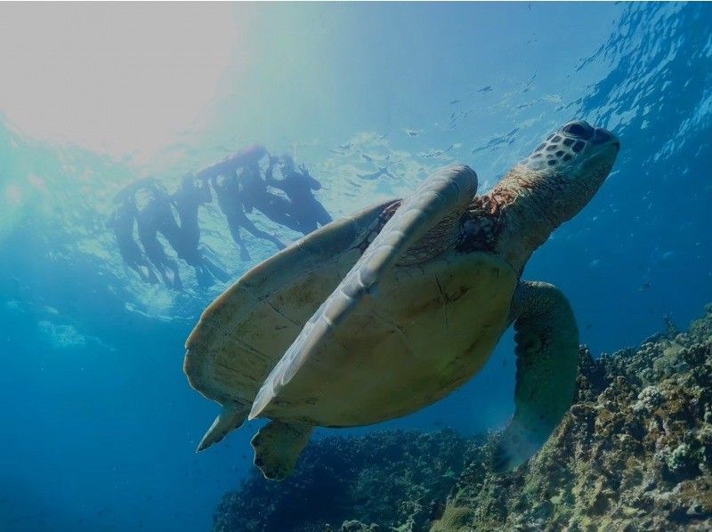 【半日｜石垣島】 幻の島上陸&times;ウミガメシュノーケリング 完全初心者専門｜ボートクルーズの紹介画像