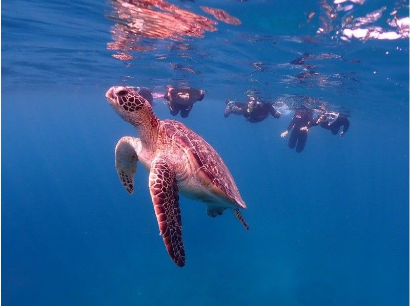【初心者専門】ウミガメシュノーケリング&times;幻の島上陸｜マンタと会えるかも？！石垣島3時間の紹介画像