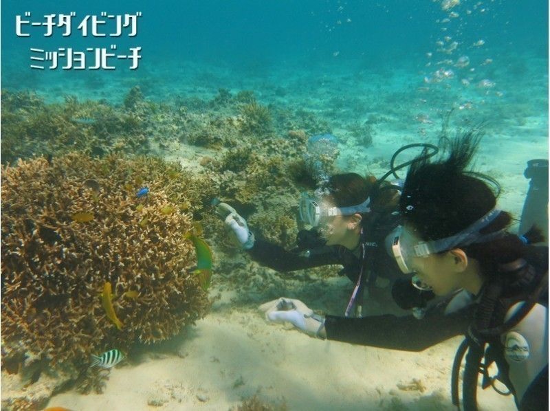 【恩納村・体験ダイビング】完全貸切！1組限定・移動無し・ポイント独占、ミッションビーチのサンゴ礁でのんびりプライベートツアーの紹介画像