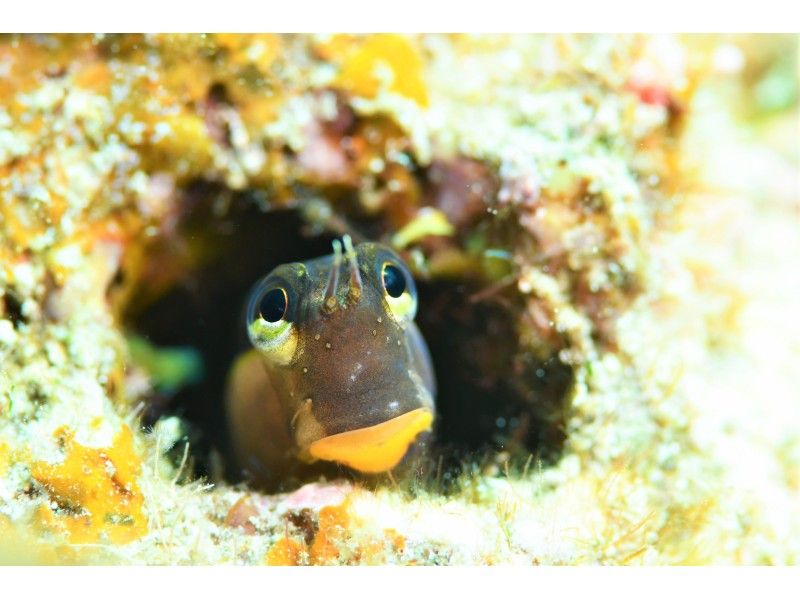 1組完全貸切！２ボートファンダイビング【読谷村初心者向けポイント】【器材フルレンタル無料】の紹介画像