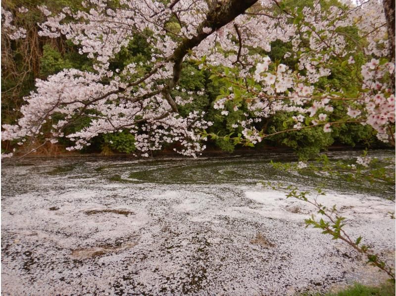 【福岡堰 小貝川／つくばみらい／茨城 関東】花見名所で桜お花見ウォーク&パックラフトカヌー体験　☆ゆるやか川下り体験で優雅なお花見！の紹介画像
