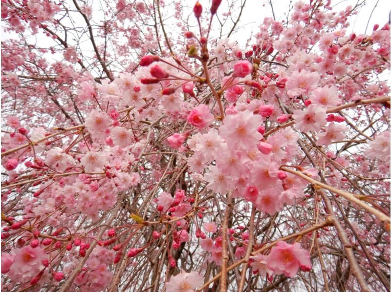 【福岡堰 小貝川／つくばみらい／茨城 関東】花見名所で桜お花見ウォーク&パックラフトカヌー体験　☆ゆるやか川下り体験で優雅なお花見！の紹介画像
