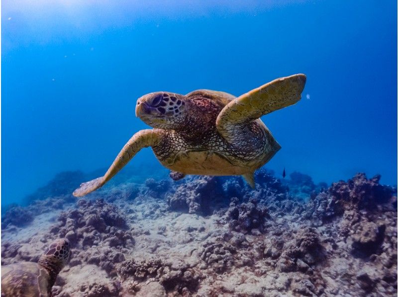 [Okinawa / Kouri Island] Experience with a secure charter for each group! Let's look for clownfish and turtles Snorkel tour 60 minutes ♪の紹介画像