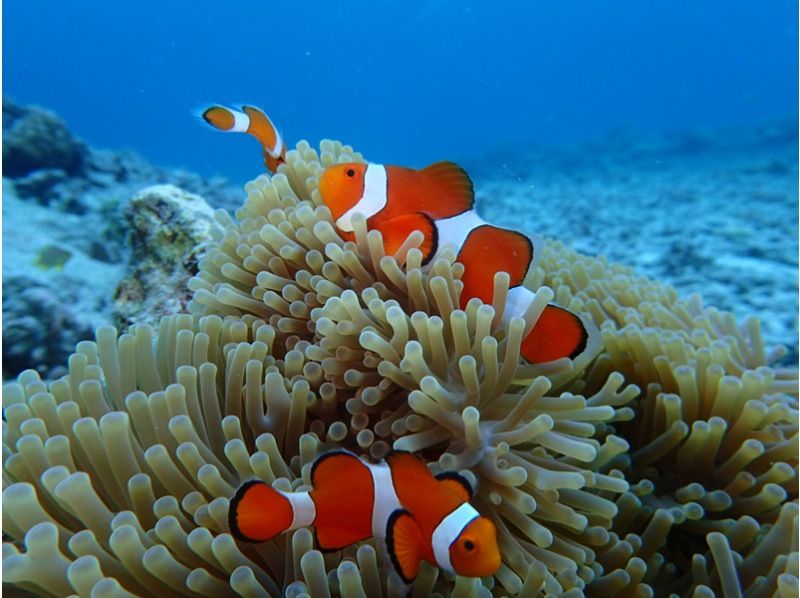 [Okinawa / Kouri Island] Experience with a secure charter for each group! Let's look for clownfish and turtles Snorkel tour 60 minutes ♪の紹介画像