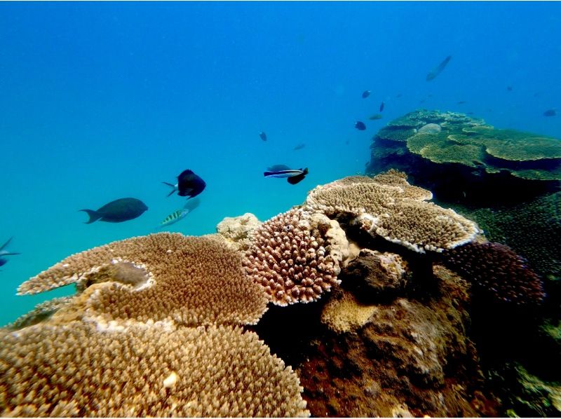 【鹿児島・奄美大島】【世界自然遺産・奄美の美しい土盛海岸・青の洞窟感動シュノーケリング＆マングローブカヌーツアー】