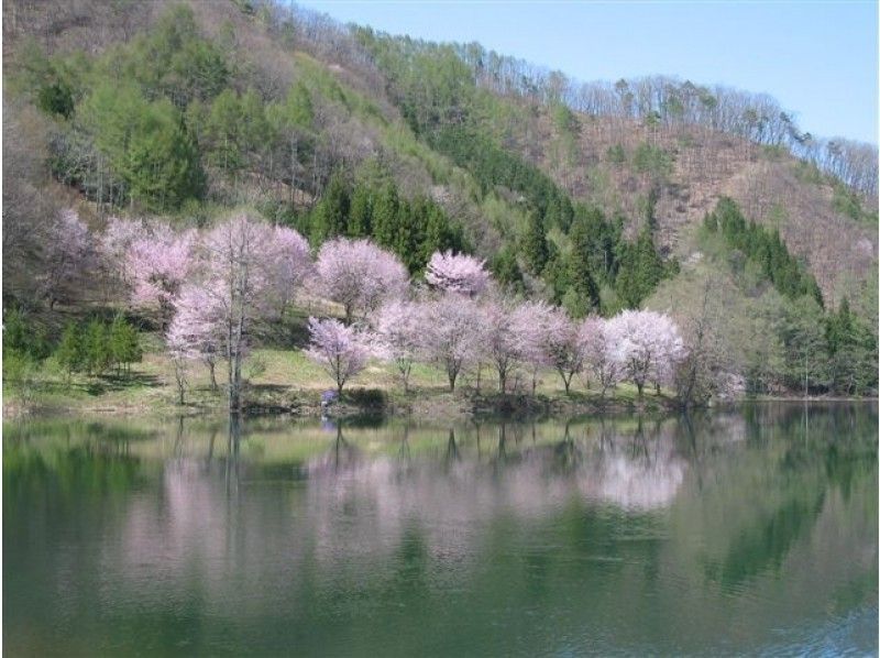 [長野 / 大町市賞櫻 / 櫻花物語] Insta &hearts; ♡ Love (Dark) 粉紅櫻花金鈴賞櫻巡遊 / 傳說中的中綱湖清新綠巡遊の紹介画像