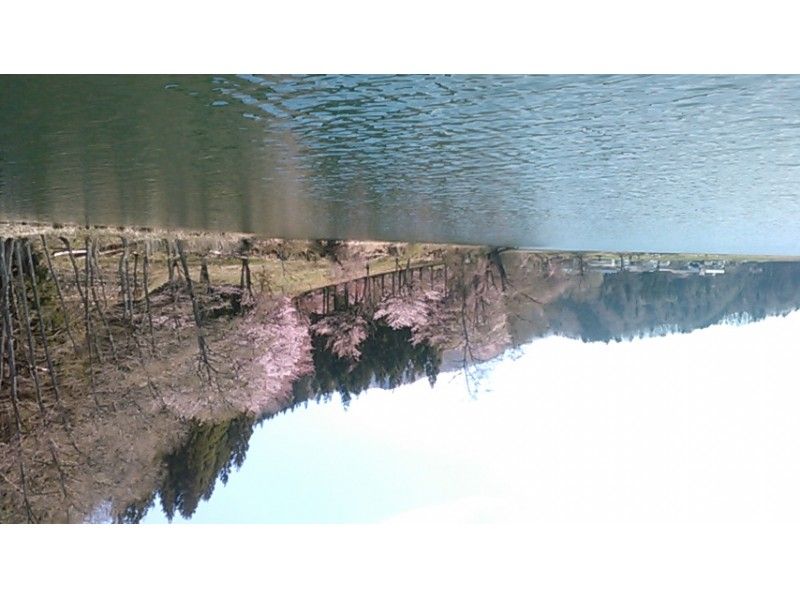 [長野 / 大町市賞櫻 / 櫻花物語] Insta &hearts; ♡ Love (Dark) 粉紅櫻花金鈴賞櫻巡遊 / 傳說中的中綱湖清新綠巡遊の紹介画像