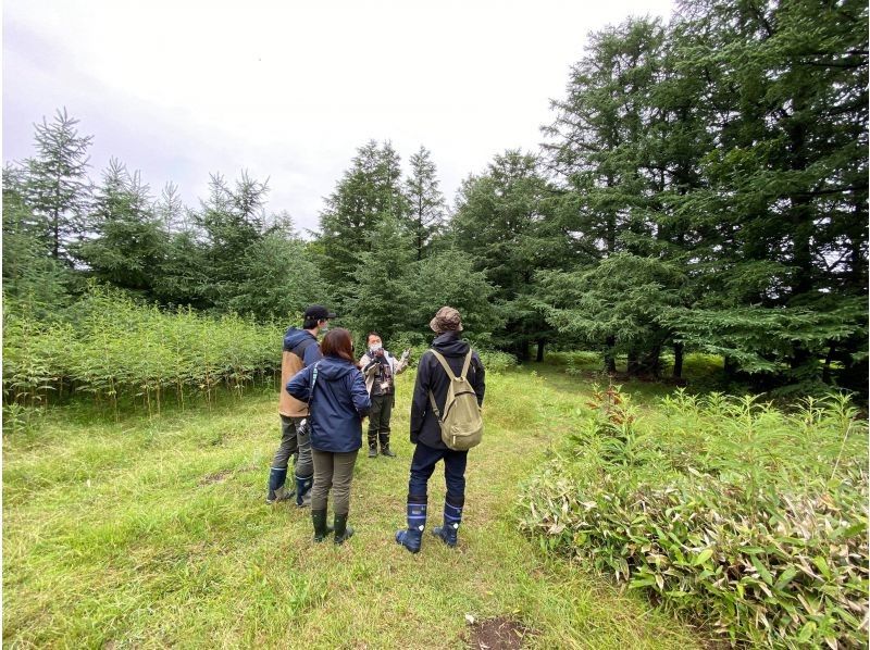 [北海道·知床]森林步行精湛的景观计划的副本[免费转让]の紹介画像