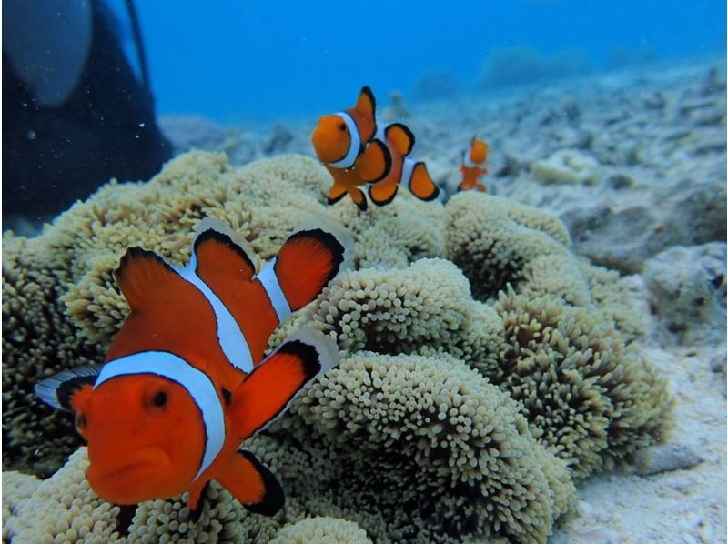 2025年4月度Google口コミ数「沖縄ダイビング」1位！那覇発・半日・慶良間諸島・海ガメに逢える!?カメラレンタル付！体験ダイビング２回の紹介画像