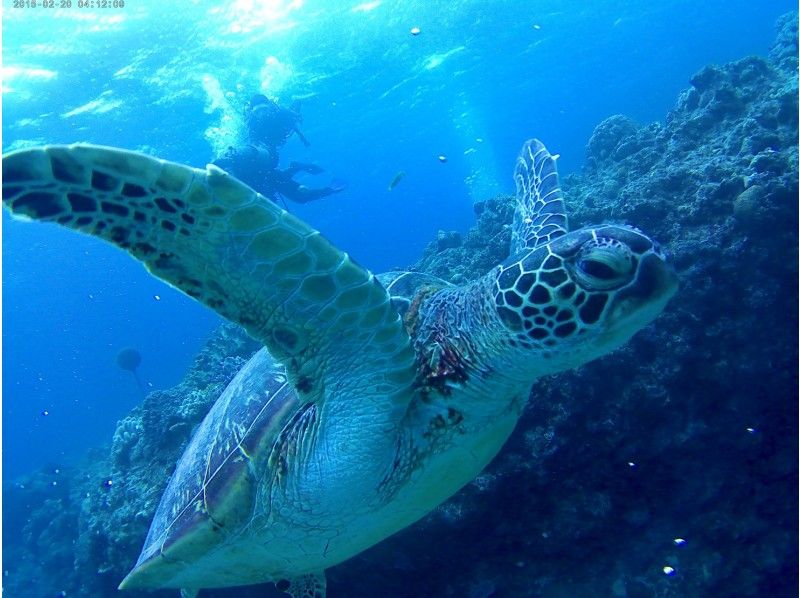 GoTo regional common coupons available! Free camera rental! Sea turtle encounter rate is high! National designated park, Kerama Islands half-day experience diving! (2 dives)の紹介画像
