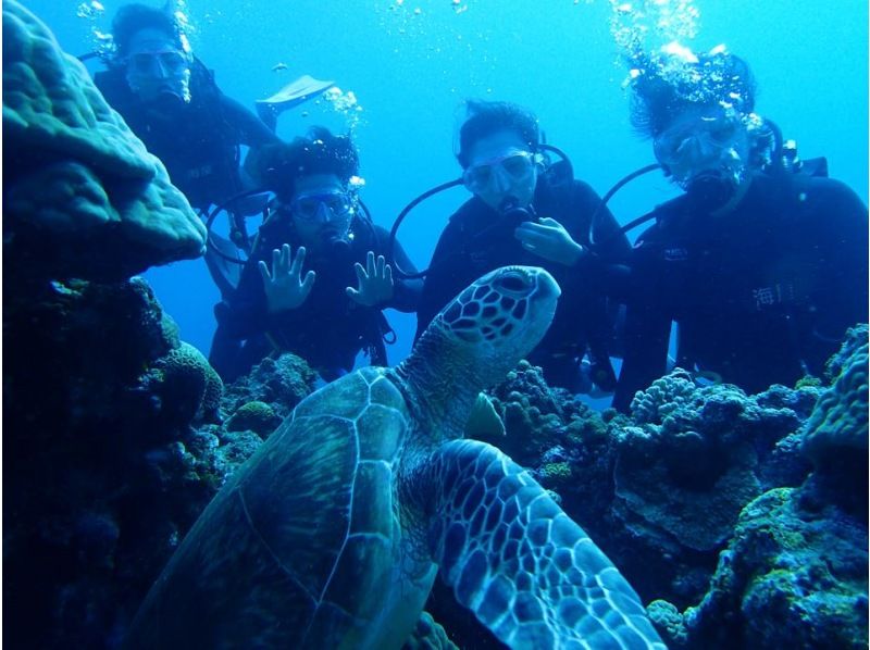 GoTo regional common coupons available! Free camera rental! Sea turtle encounter rate is high! National designated park, Kerama Islands half-day experience diving! (2 dives)の紹介画像