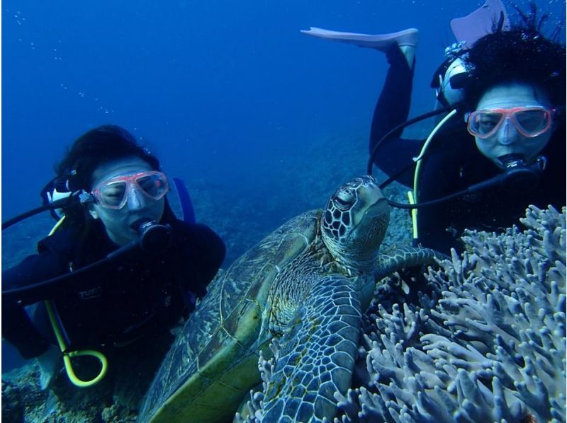 GoTo regional common coupons available! Free camera rental! Sea turtle encounter rate is high! National designated park, Kerama Islands half-day experience diving! (2 dives)の紹介画像