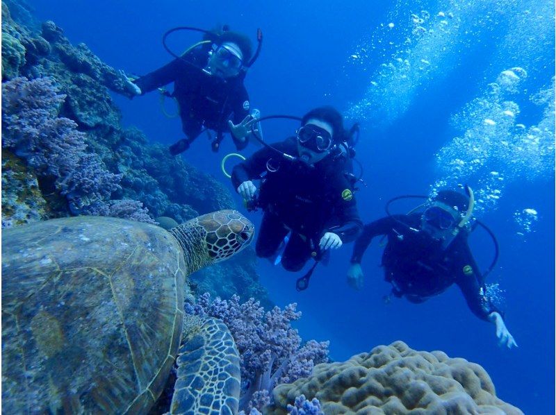 GoTo regional common coupons available! Free camera rental! Sea turtle encounter rate is high! National designated park, Kerama Islands half-day experience diving! (2 dives)の紹介画像