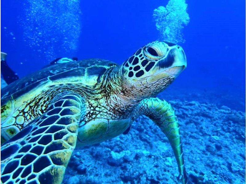 2025年4月度Google口コミ数「沖縄ダイビング」1位！那覇発・半日・慶良間諸島/海ガメに逢える!?カメラレンタル付！体験ダイビング２回の紹介画像