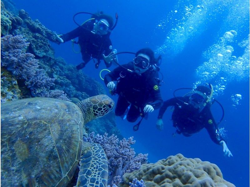 スプリングキャンペーン【那覇発・半日・慶良間諸島】海ガメに逢える!?カメラレンタル付！初心者体験ダイビング（国立指定公園慶良間諸島コース）の紹介画像